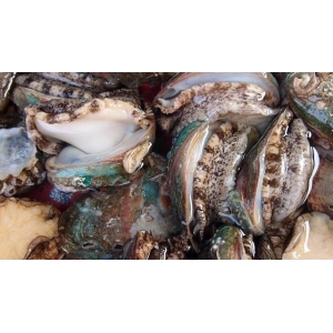 它比魚還鮮比肉要貴，一斤要價二十塊，大多人不認(rèn)識，多吃身體好